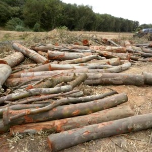Eucalyptus Log