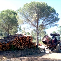 Pine Log