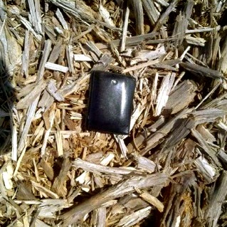 Pre-Chips Of Eucalyptus